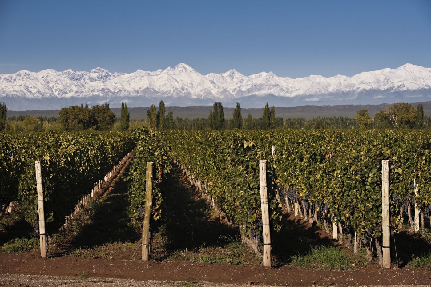 Malbec tastings - Wine Paths